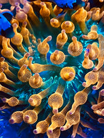 Rose Bubble anemone