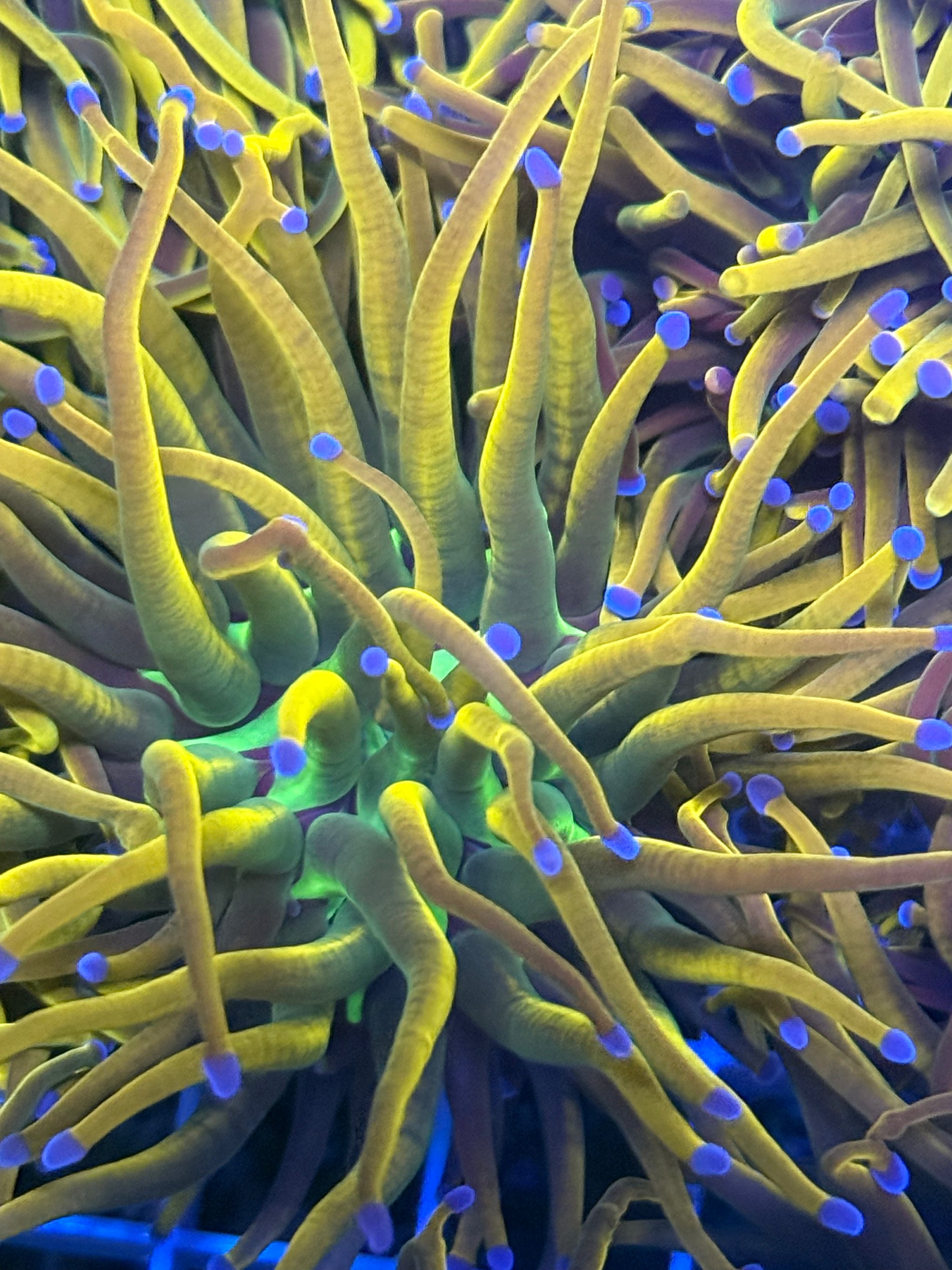 Holy grail variety – Marias Coral Reef