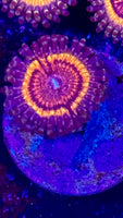 Cherry coral bloodsucker