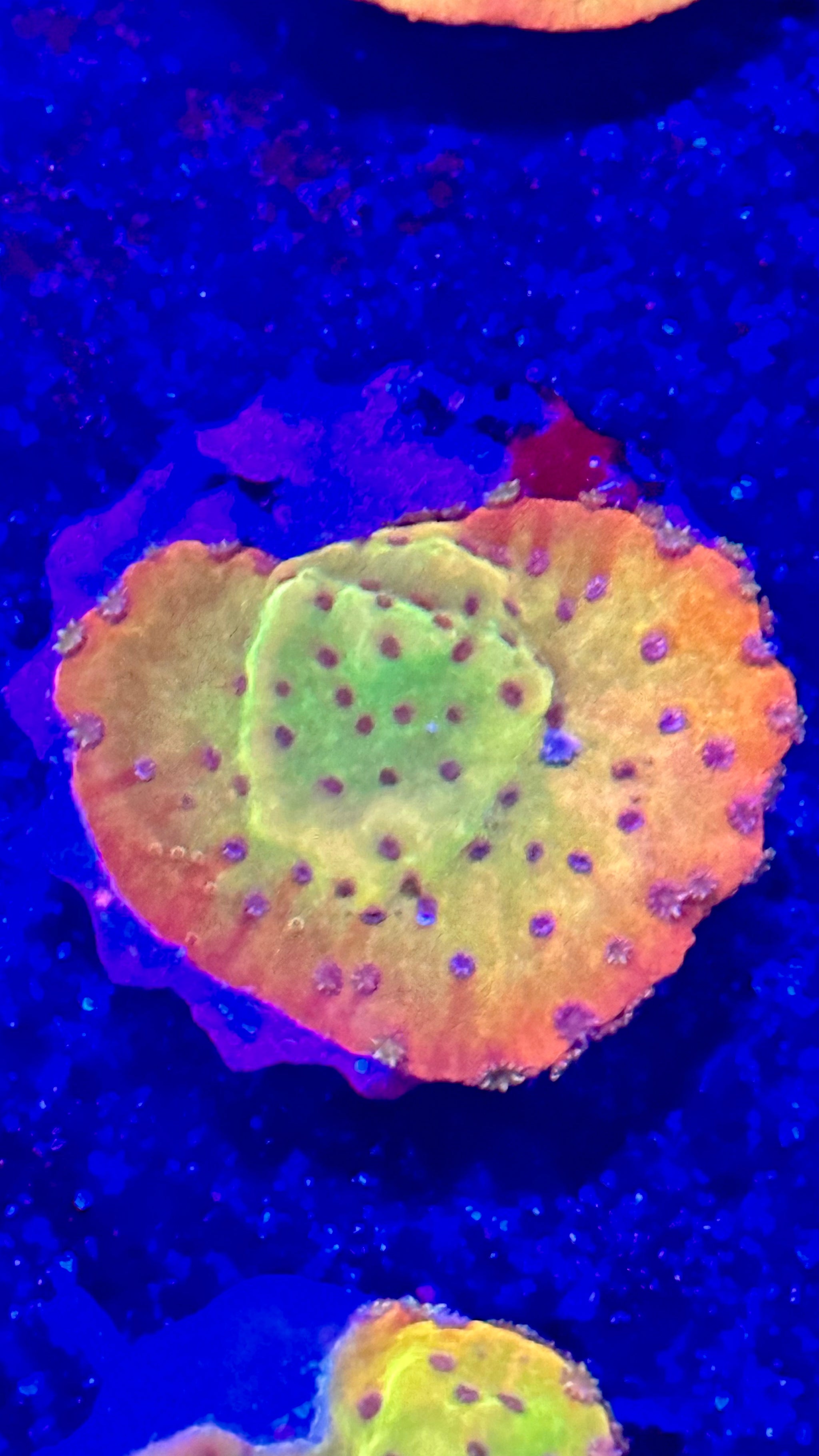 asd jawbreaker Monti – Marias Coral Reef