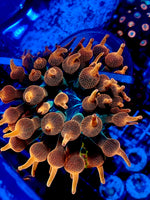 Rose Bubble anemone